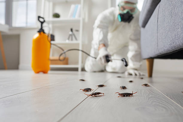 Post-Treatment Bed Bug Interceptor Monitoring in Tuscaloosa